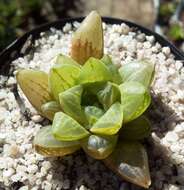 Haworthia turgida Haw. resmi