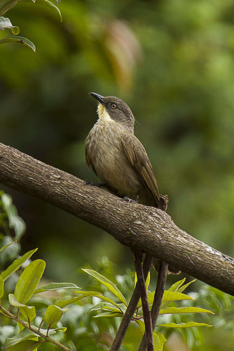 Arizelocichla chlorigula (Reichenow 1899)的圖片