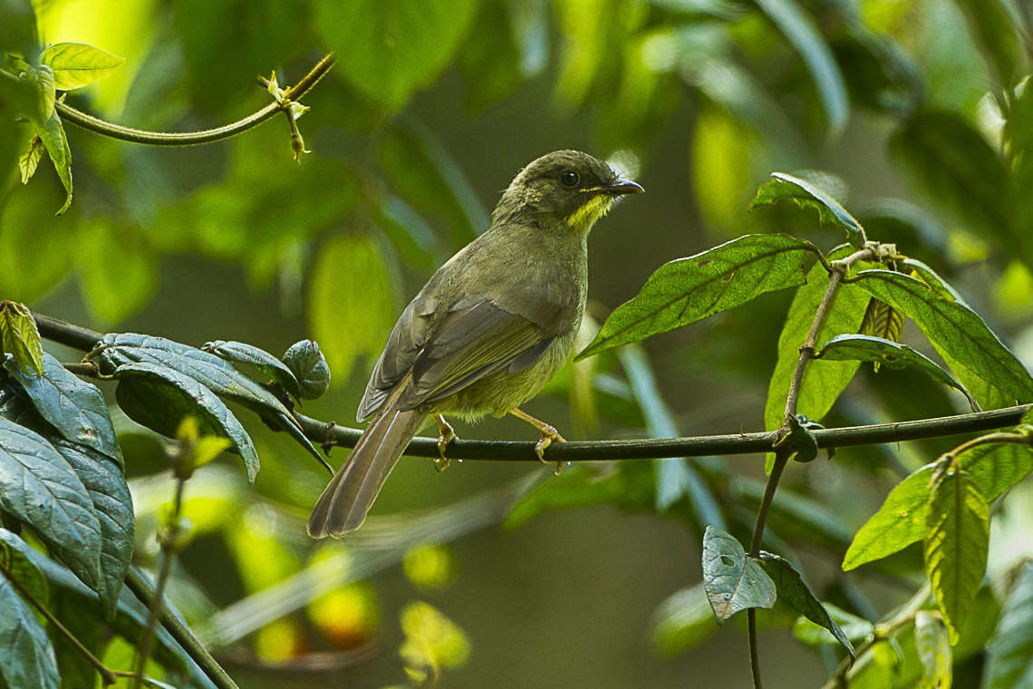 Image of Yellow-whiskered Greenbul