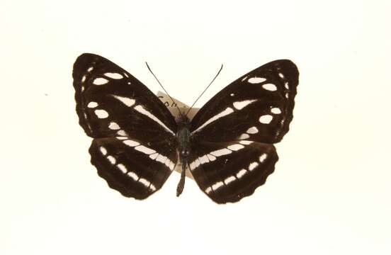 Image of Neptis nata Moore 1857