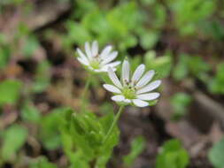 Image of wood stitchwort