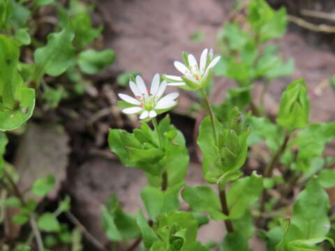 Image of wood stitchwort