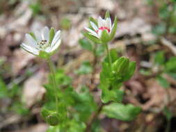 Image of wood stitchwort