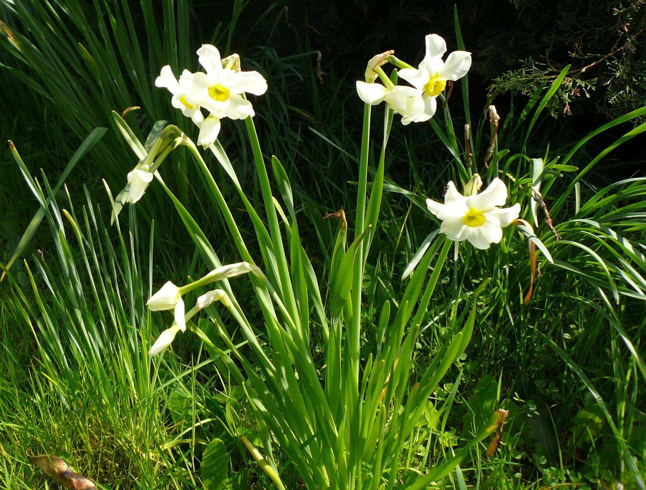 Image de Narcissus medioluteus Mill.