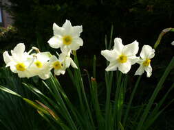 Image de Narcissus medioluteus Mill.