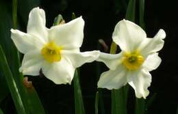 Image de Narcissus medioluteus Mill.