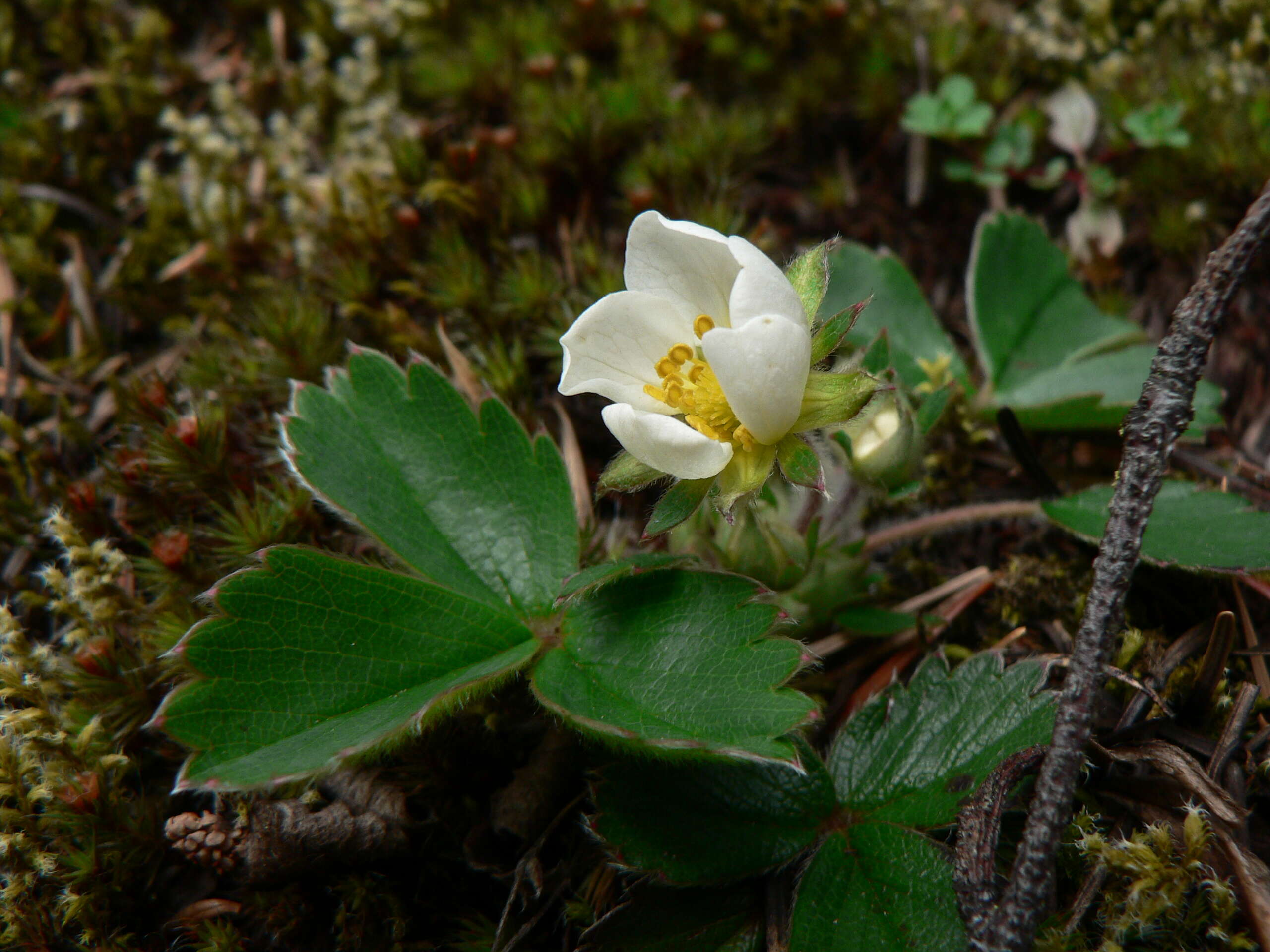 Image of Virginia strawberry