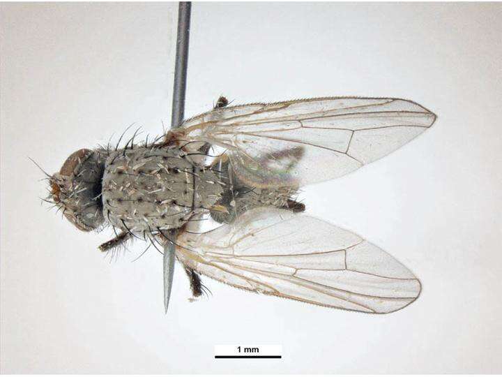 Image of Seedcorn maggot