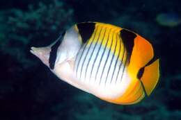 صورة Chaetodon falcula Bloch 1795