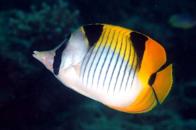 صورة Chaetodon falcula Bloch 1795