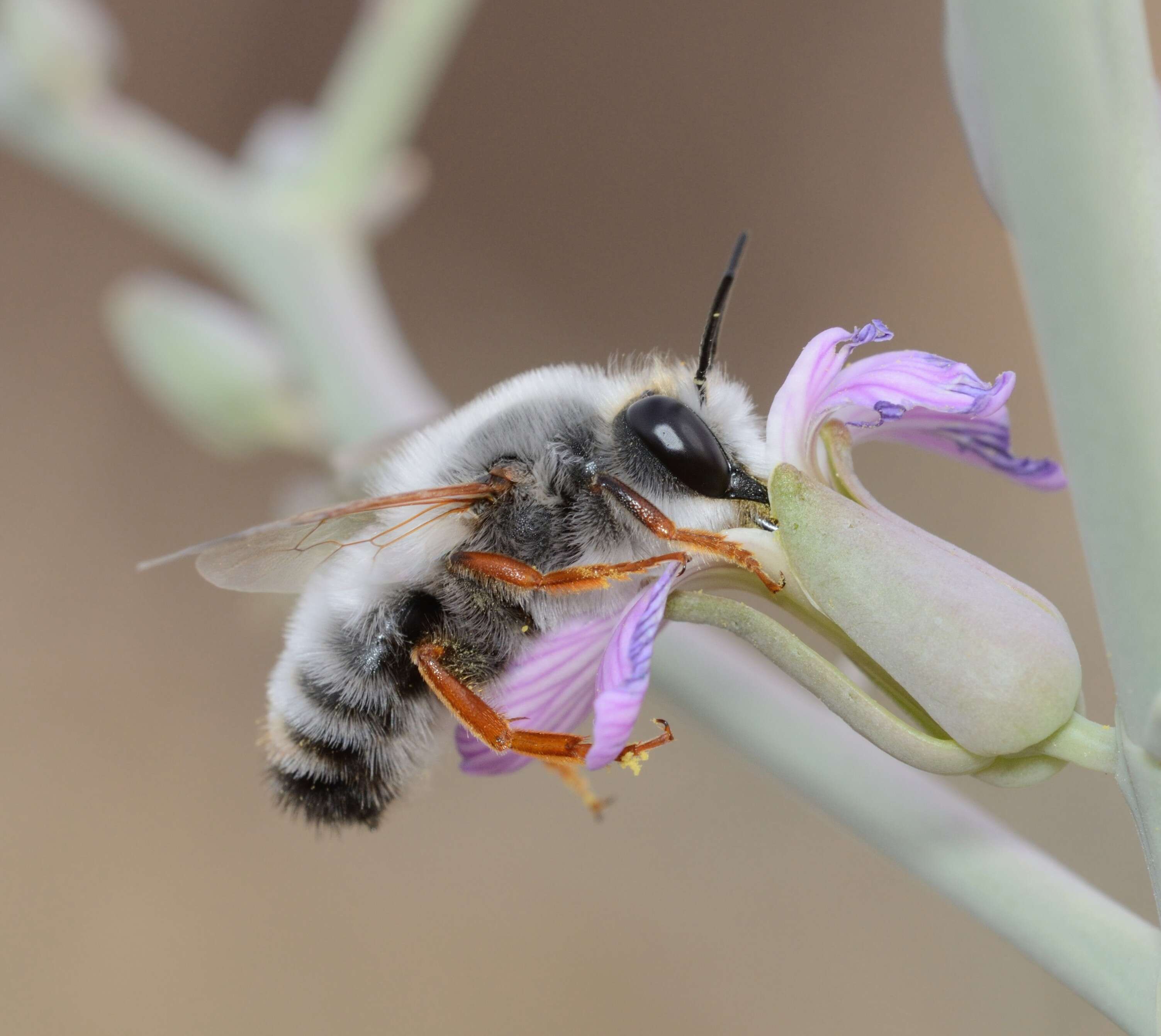 Image of Megachile incerta Radoszkowski 1876