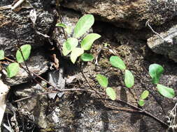 Image of Hemidesmus indicus (L.) R. Br.