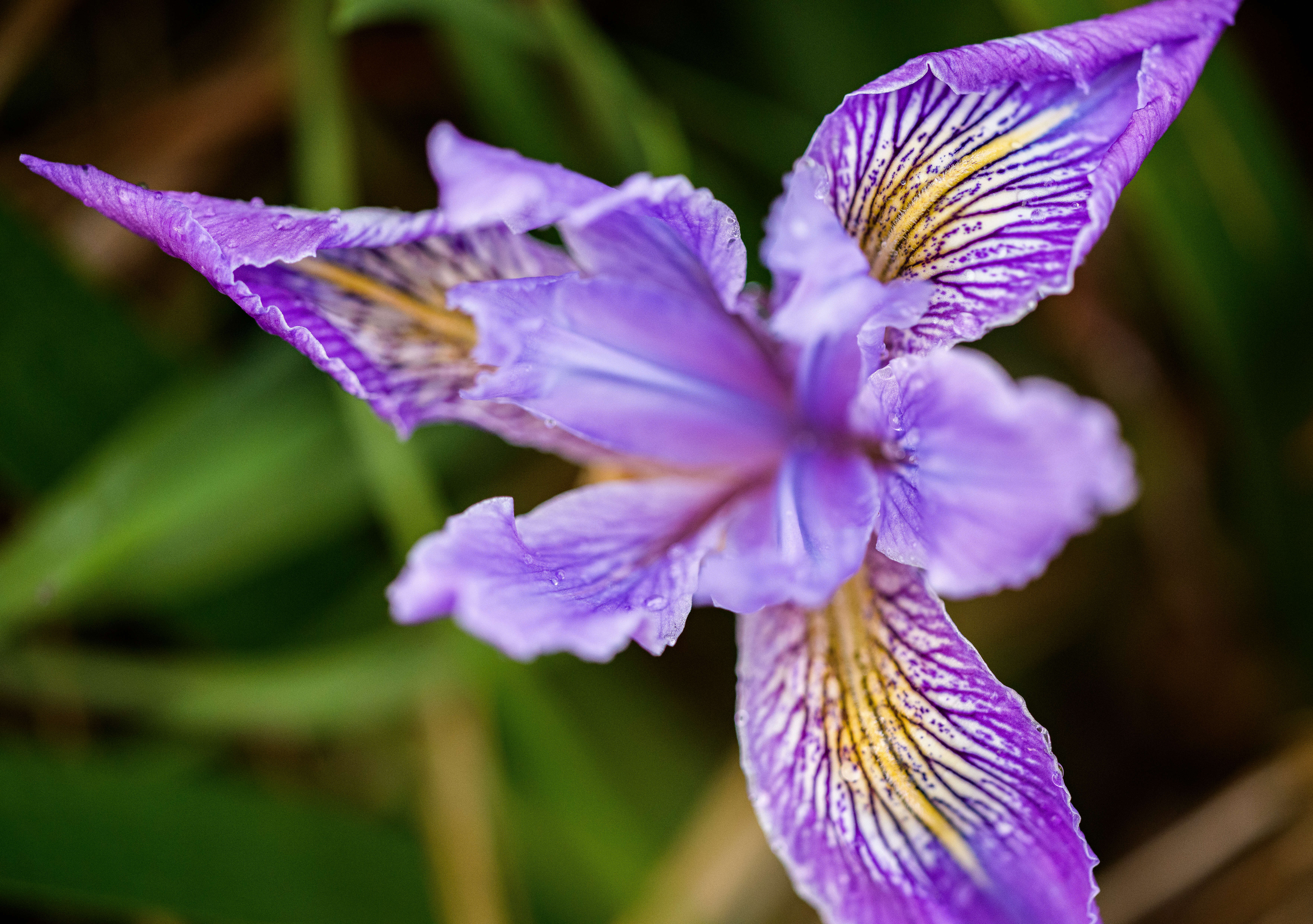 Image of toughleaf iris