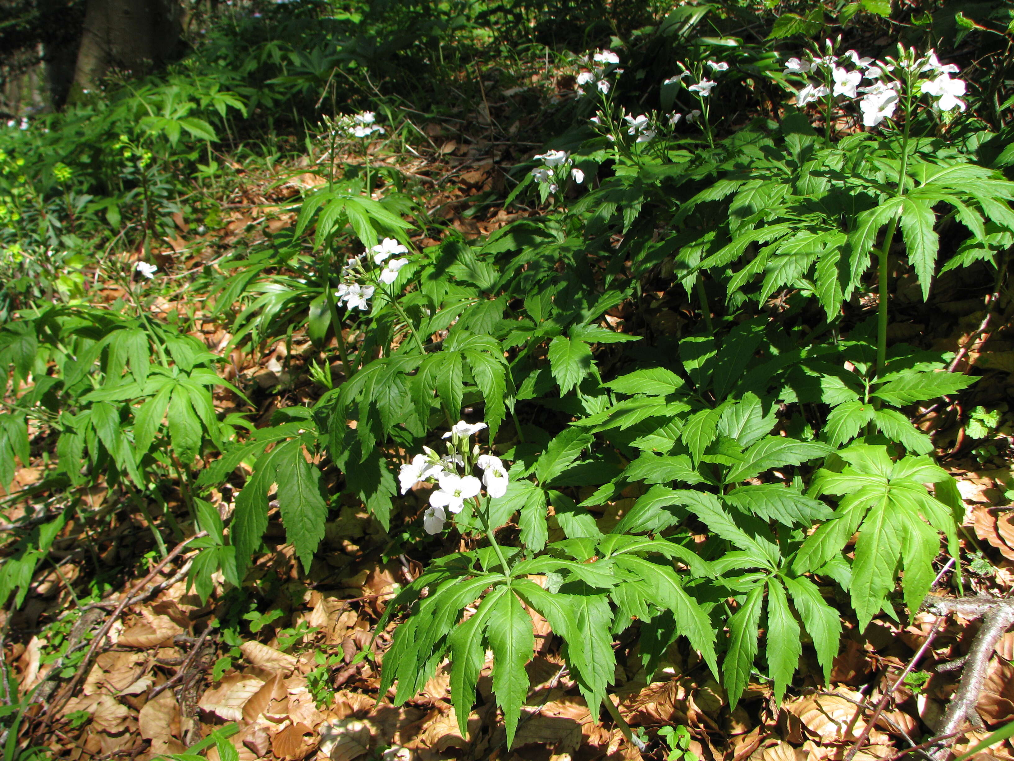 Image of Pinnate Coralroot