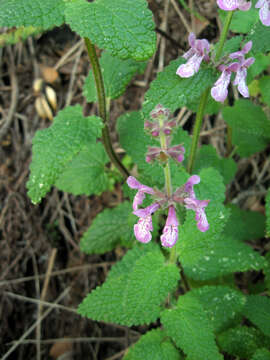 Image of California hedgenettle