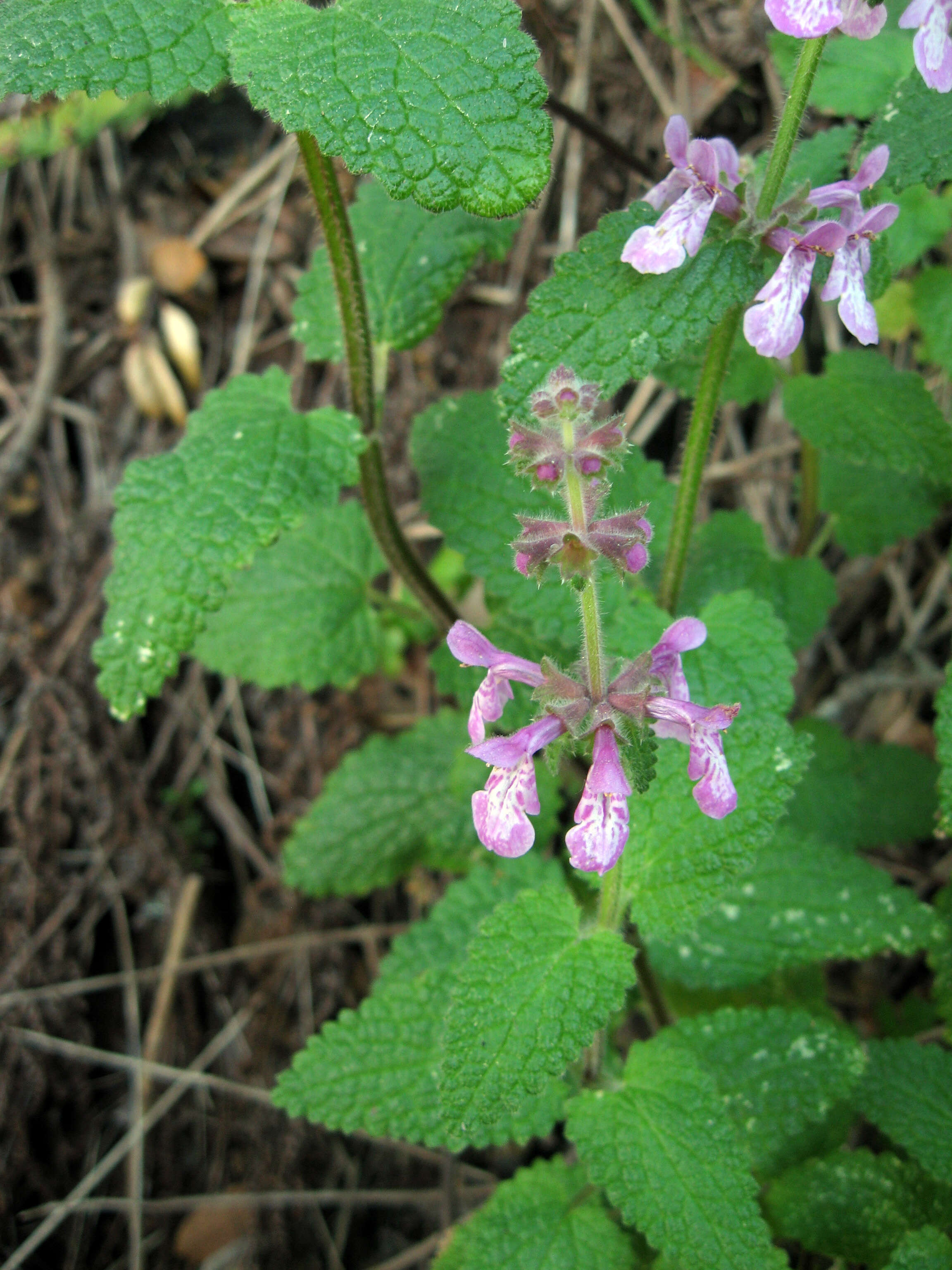 Stachys bullata Benth. resmi