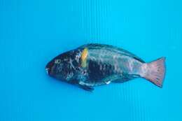 Image of Pink-margined Parrotfish