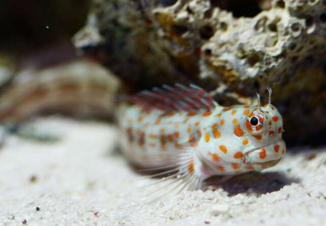 Image of Orange-spotted Blenny