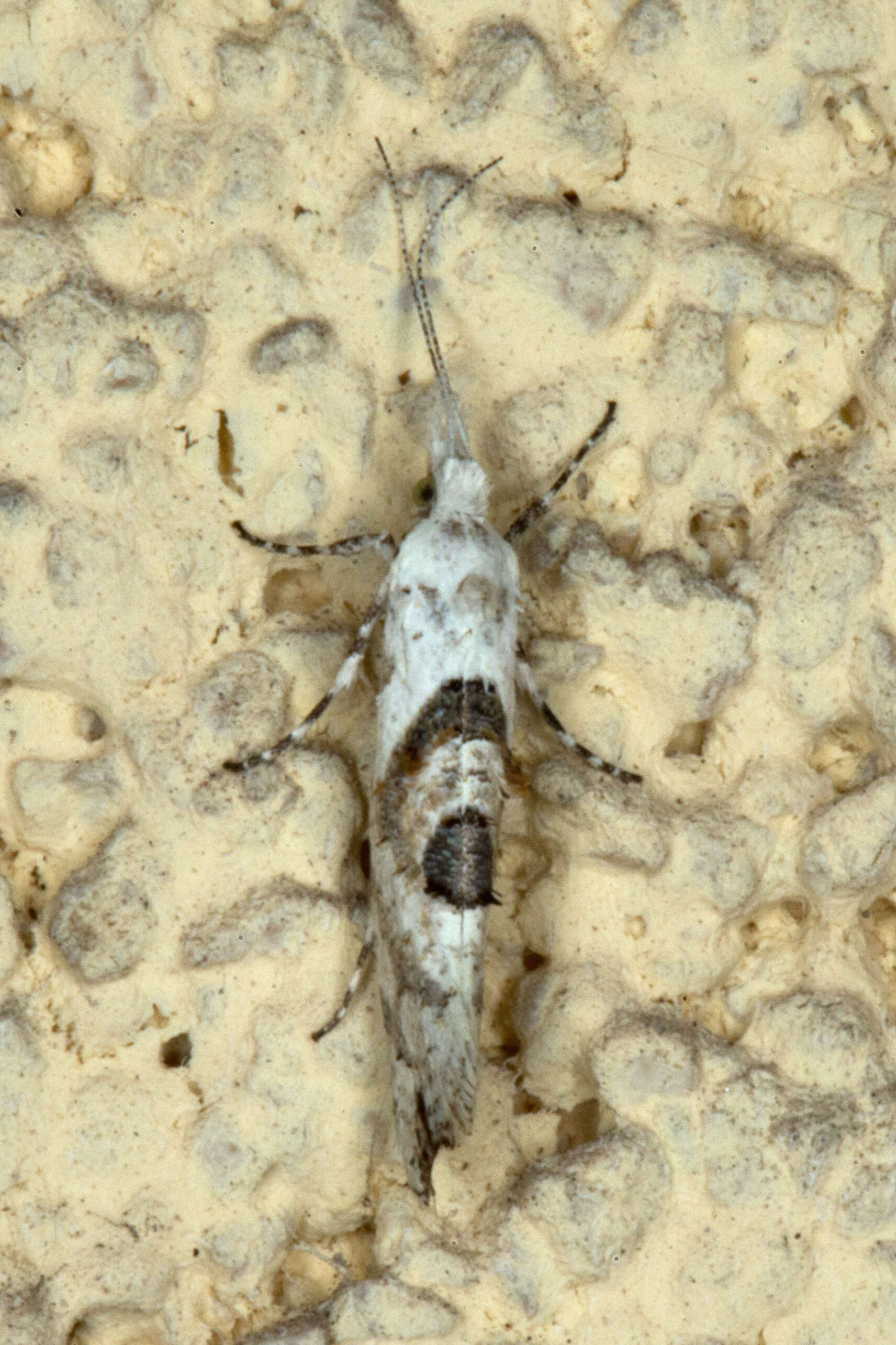 Image of Ypsolopha asperella