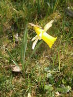 Image of daffodil