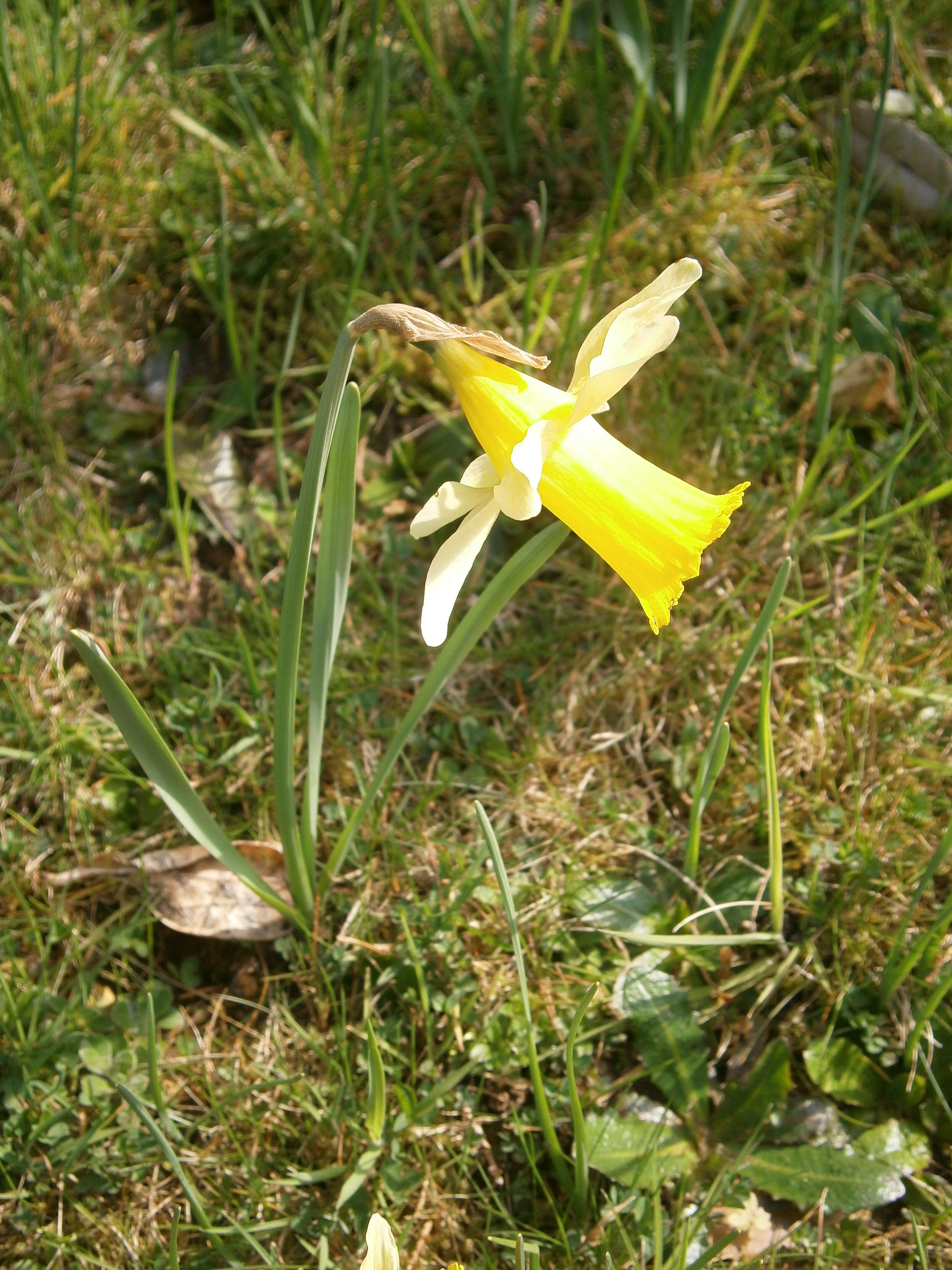 Image of daffodil