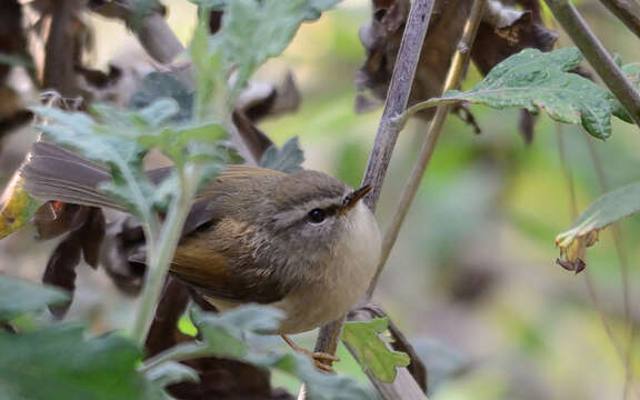 Image of Hume's Bush Warbler