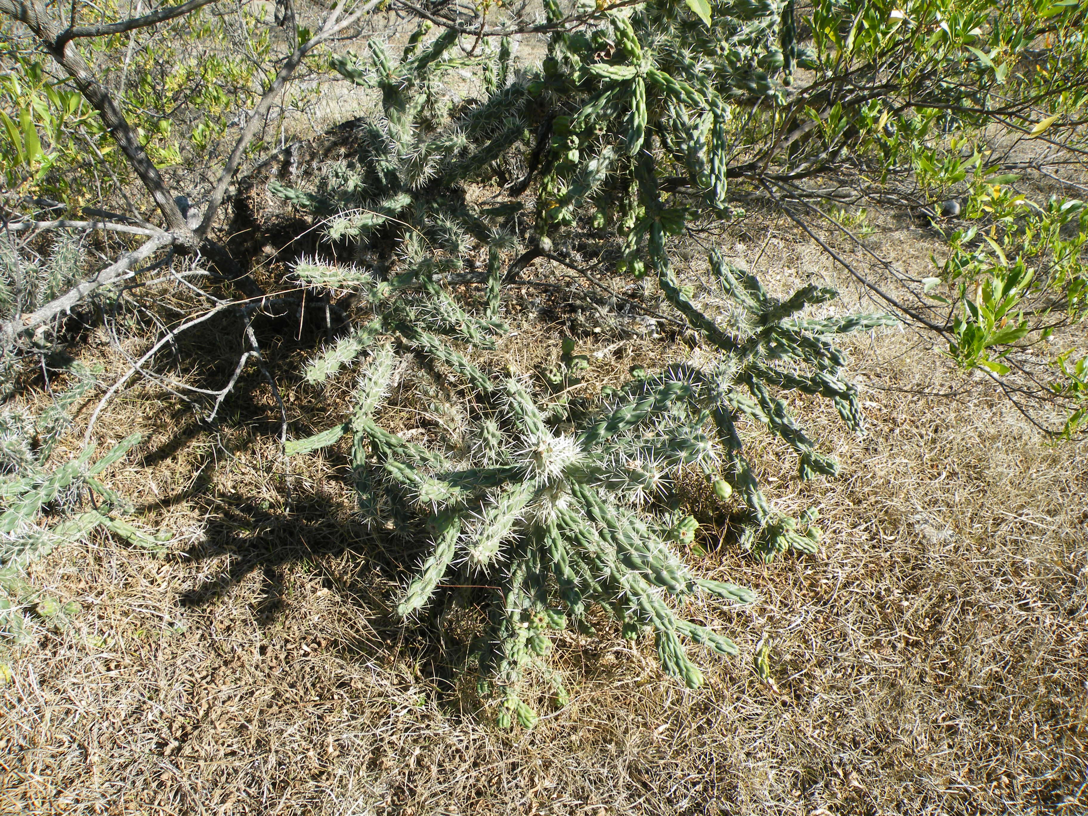 Image of thistle cholla