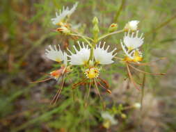 Image of large clammyweed