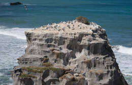 Image of Australasian Gannet