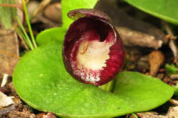 Image of Slaty helmet orchid