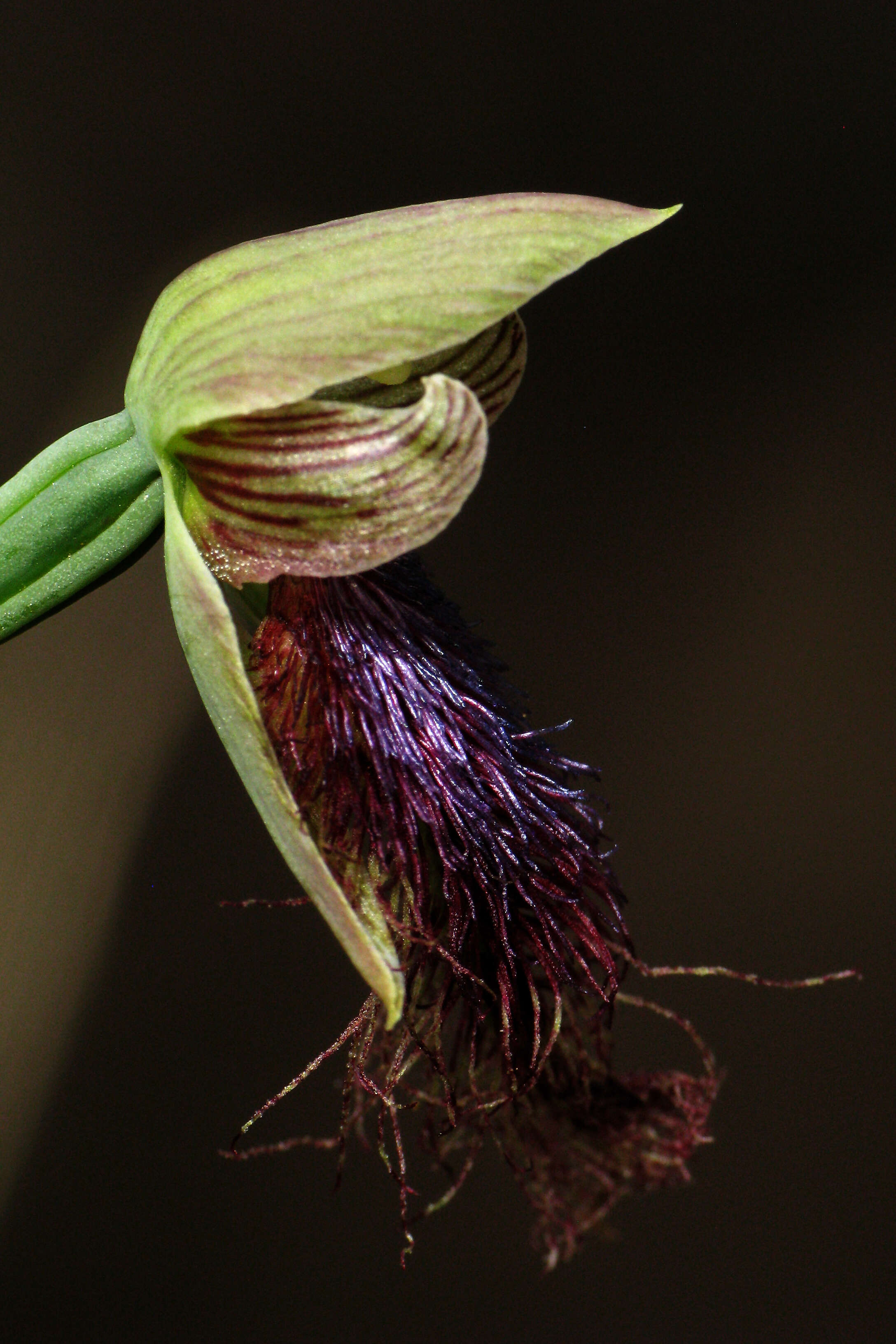 Calochilus platychilus D. L. Jones的圖片