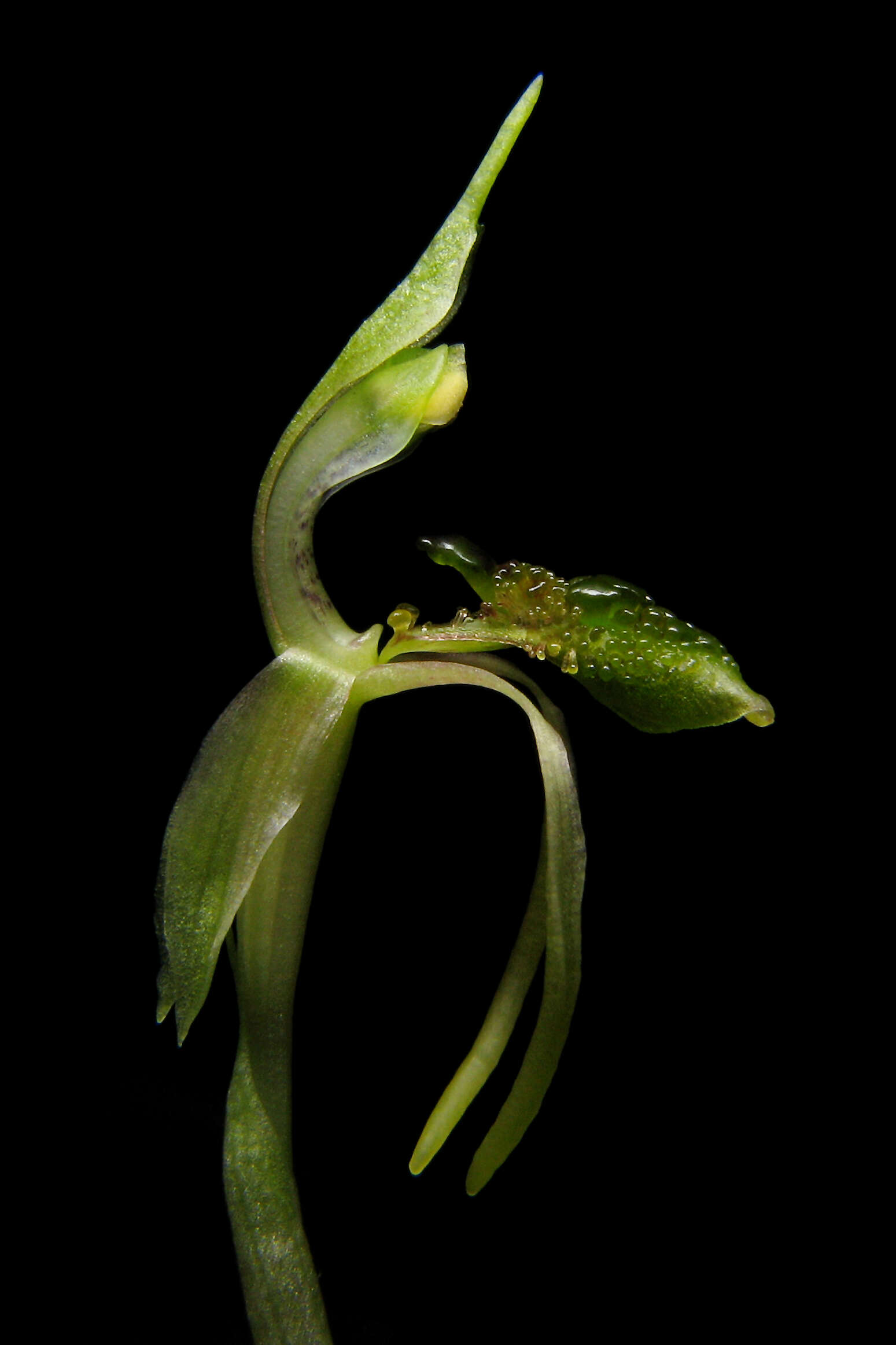 Image of Common wasp orchid