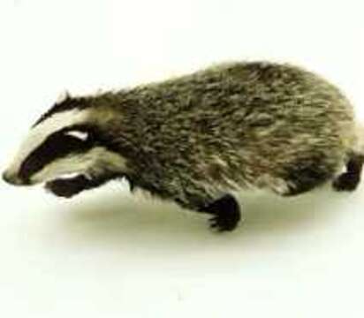 Image of badger