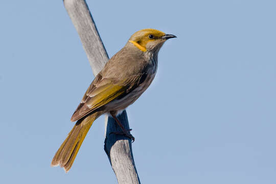 Image of Yellow-plumed Honeyeater