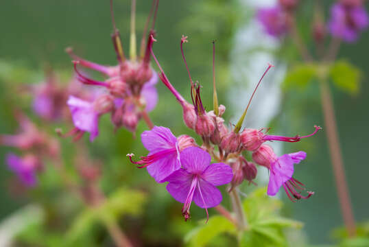 Imagem de Geranium macrorrhizum L.