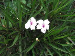 Image de Ruellia simplex Wright