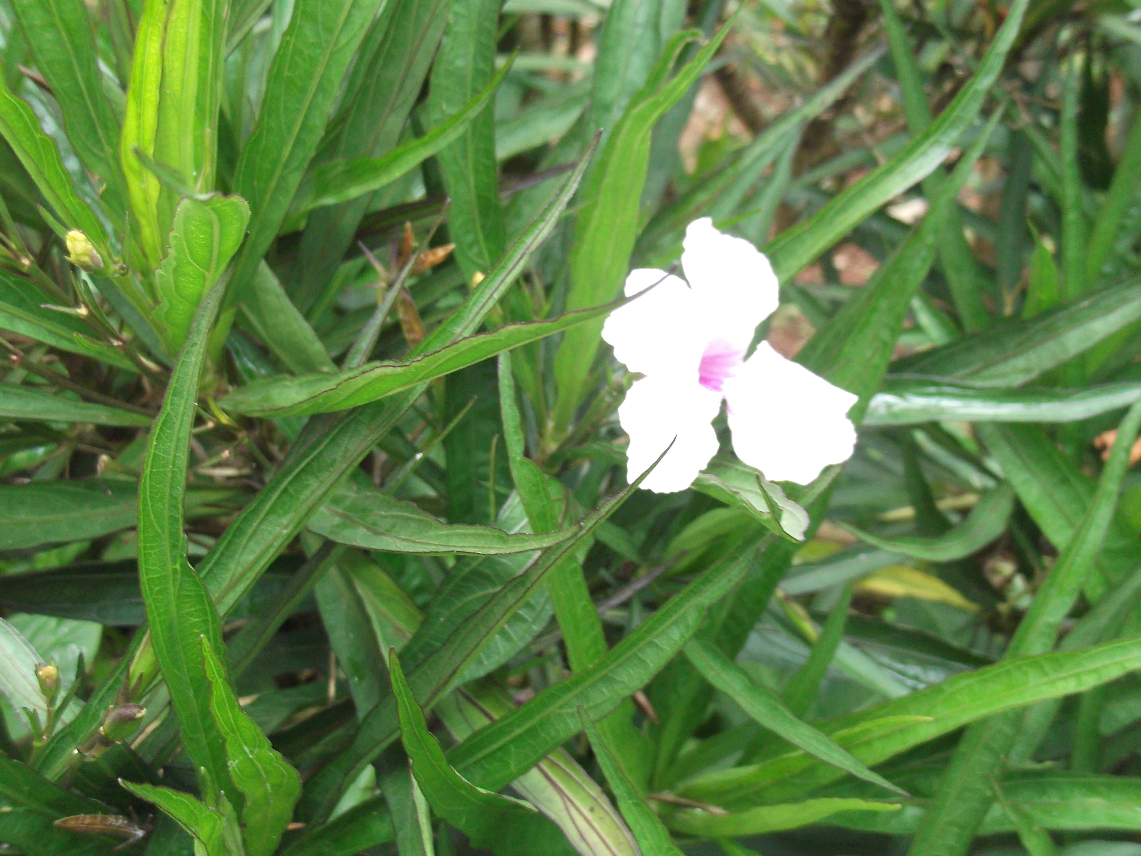 Image de Ruellia simplex Wright