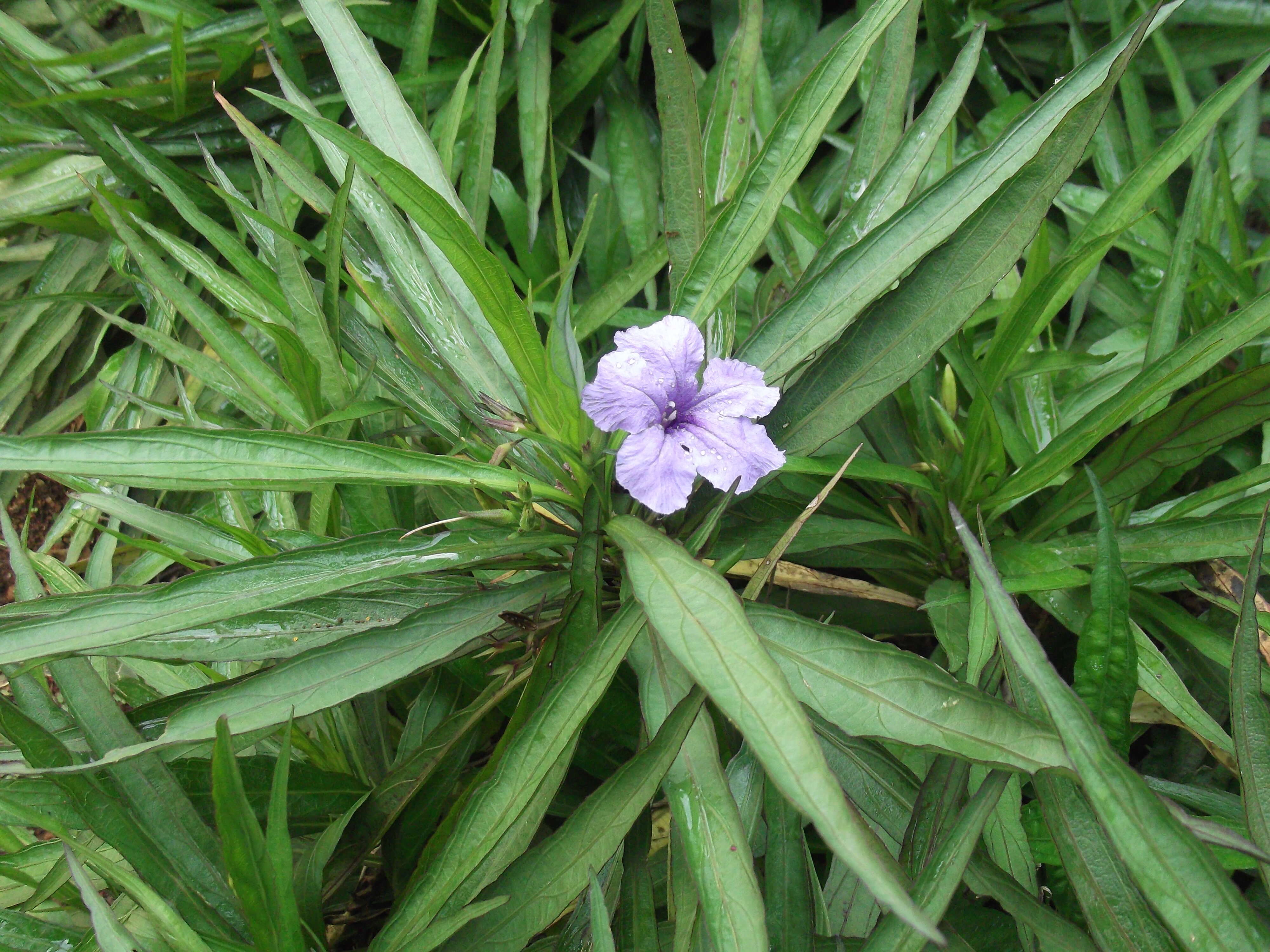 Image de Ruellia simplex Wright