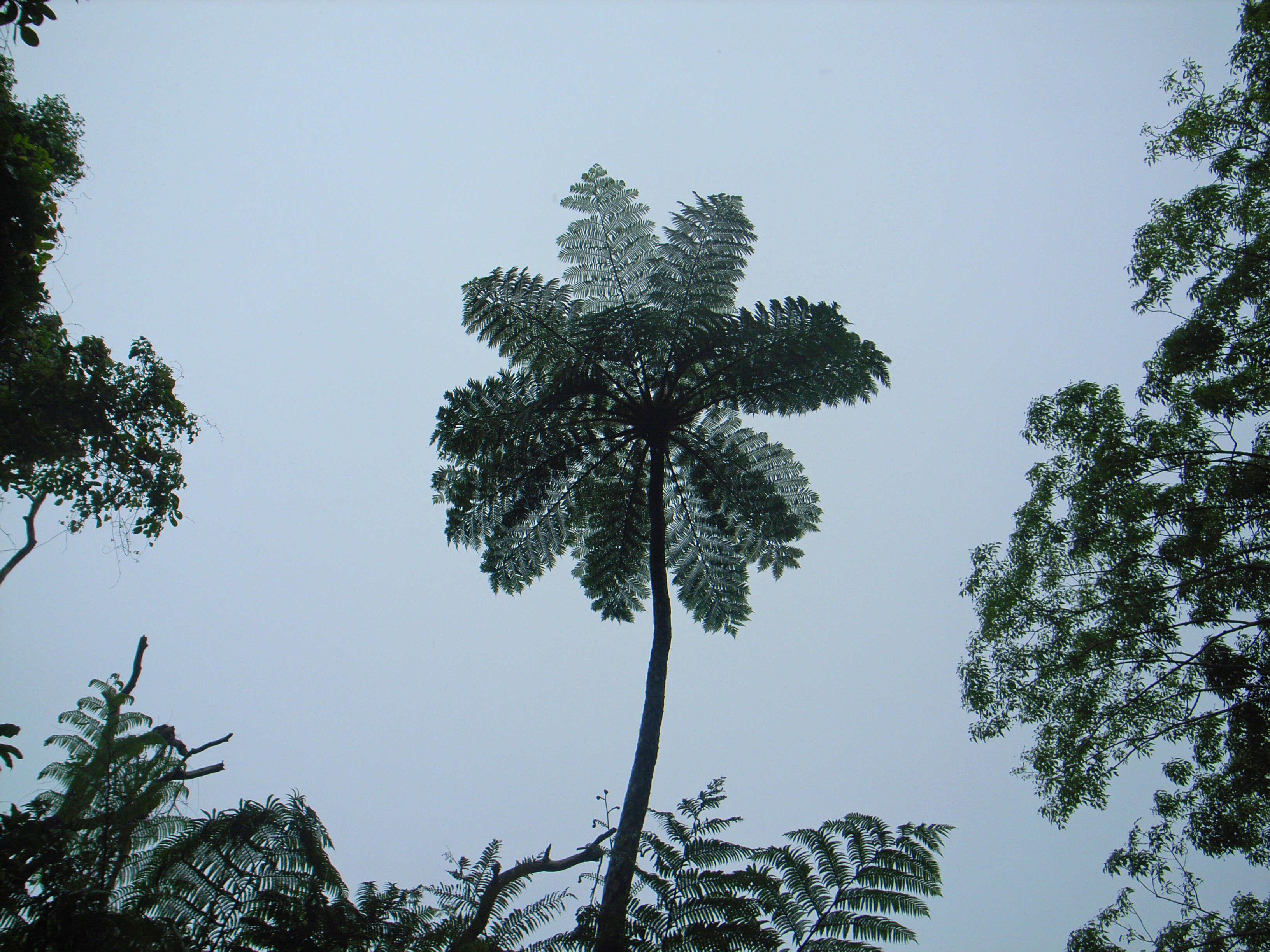 Image of Tree Fern Flying Spider-monkey