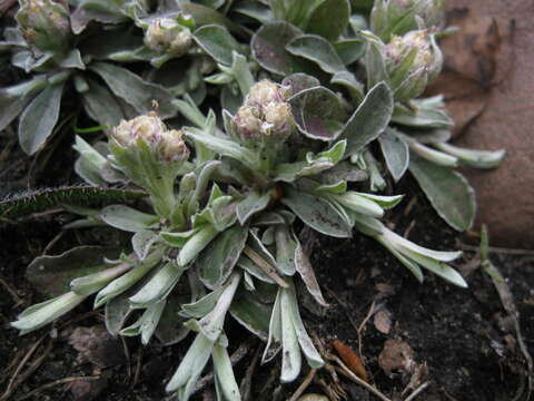 Imagem de Antennaria neglecta Greene