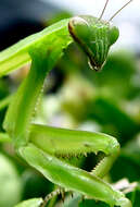 Image of Chinese mantis