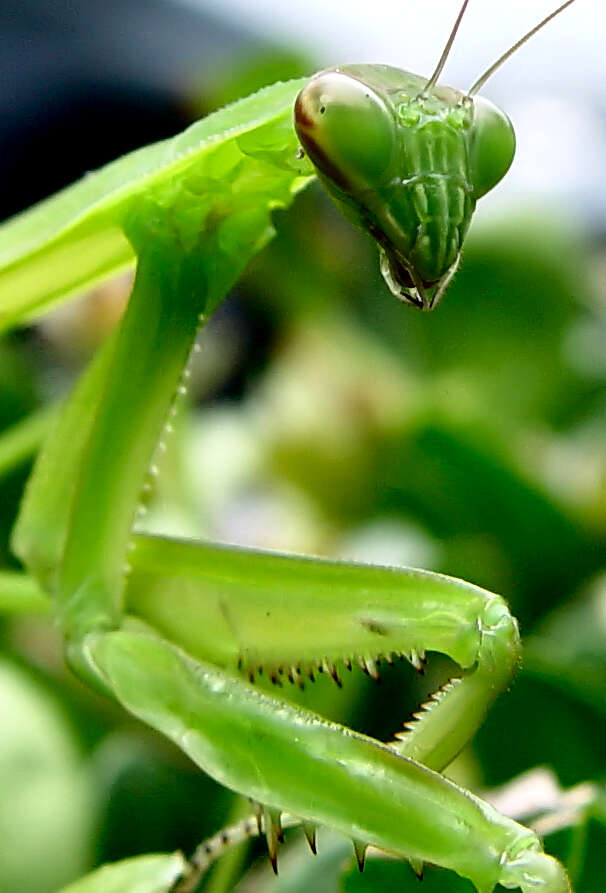 Image of Chinese mantis