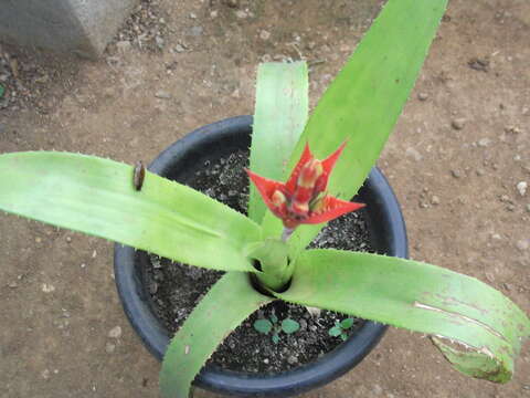 Image of Aechmea mertensii (G. Mey.) Schult. & Schult. fil.