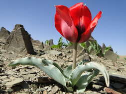 Image de tulipe