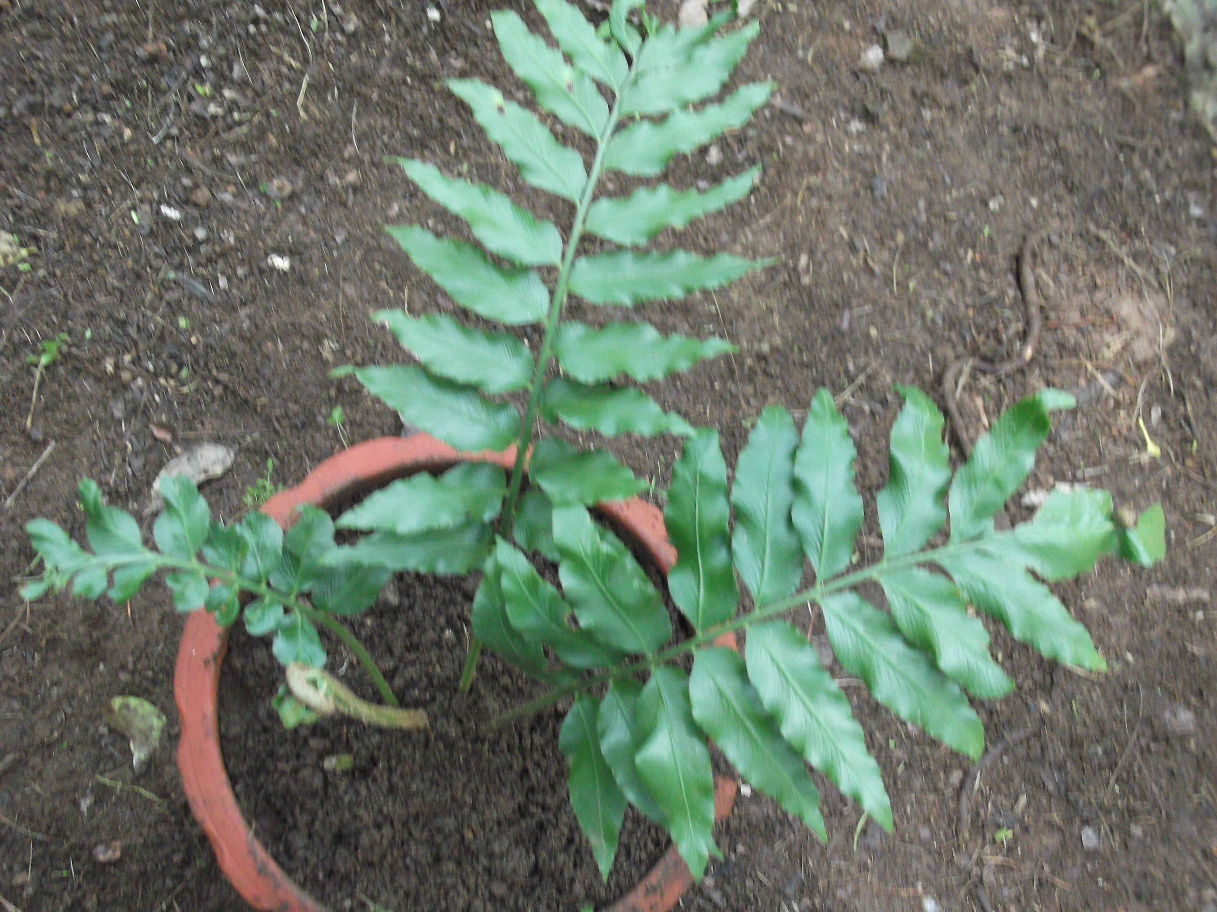 Image of Japanese netvein hollyfern