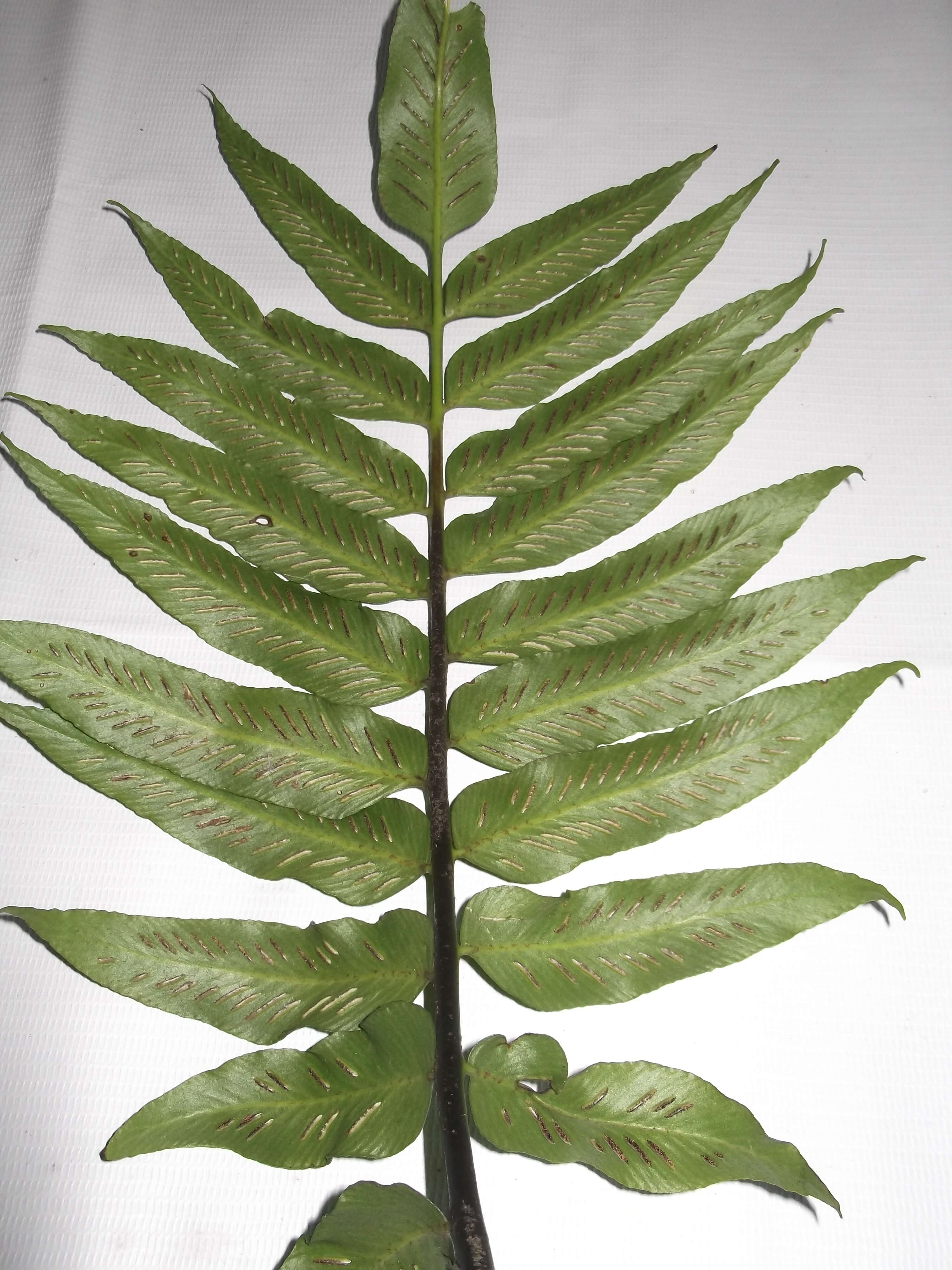 Image of Japanese netvein hollyfern