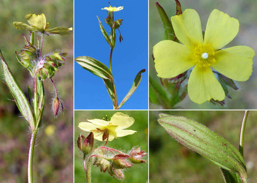 Image of Tuberaria lignosa (Sweet) Samp.