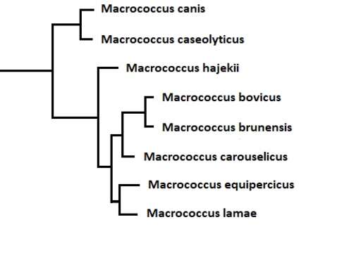 Imagem de Staphylococcaceae