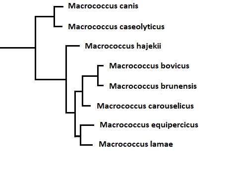 Image of Staphylococcaceae