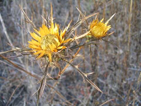 Image of Carlina curetum Heldr. ex Halacsy